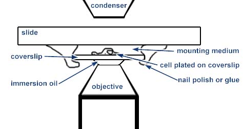 http://microscopynotes.com/coverslips/slide_with_objective.JPG